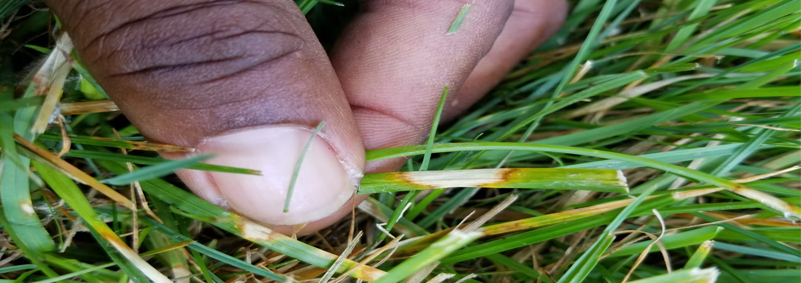 insect dis