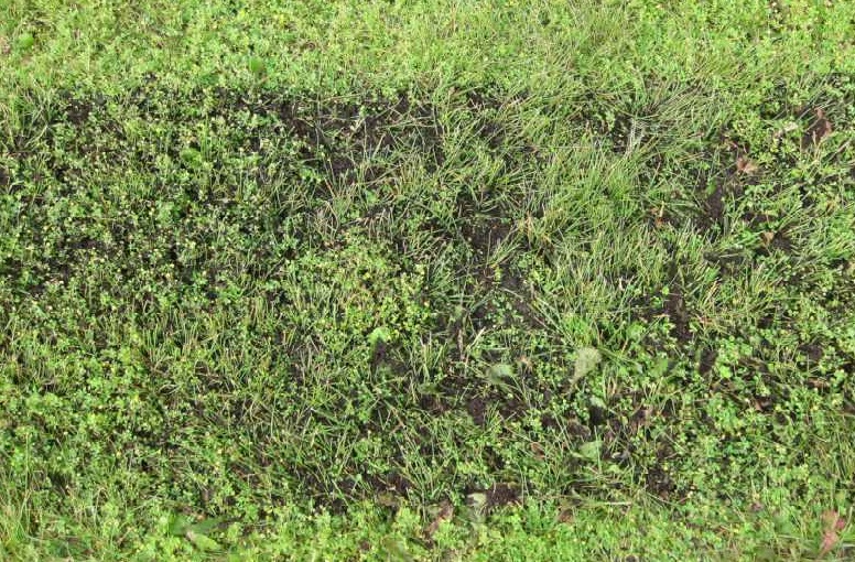 topdressing lawn 1