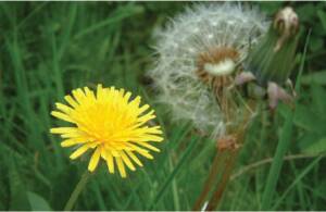 Tuff Green’s 6-Step Annual Lawn Care Program 3 1